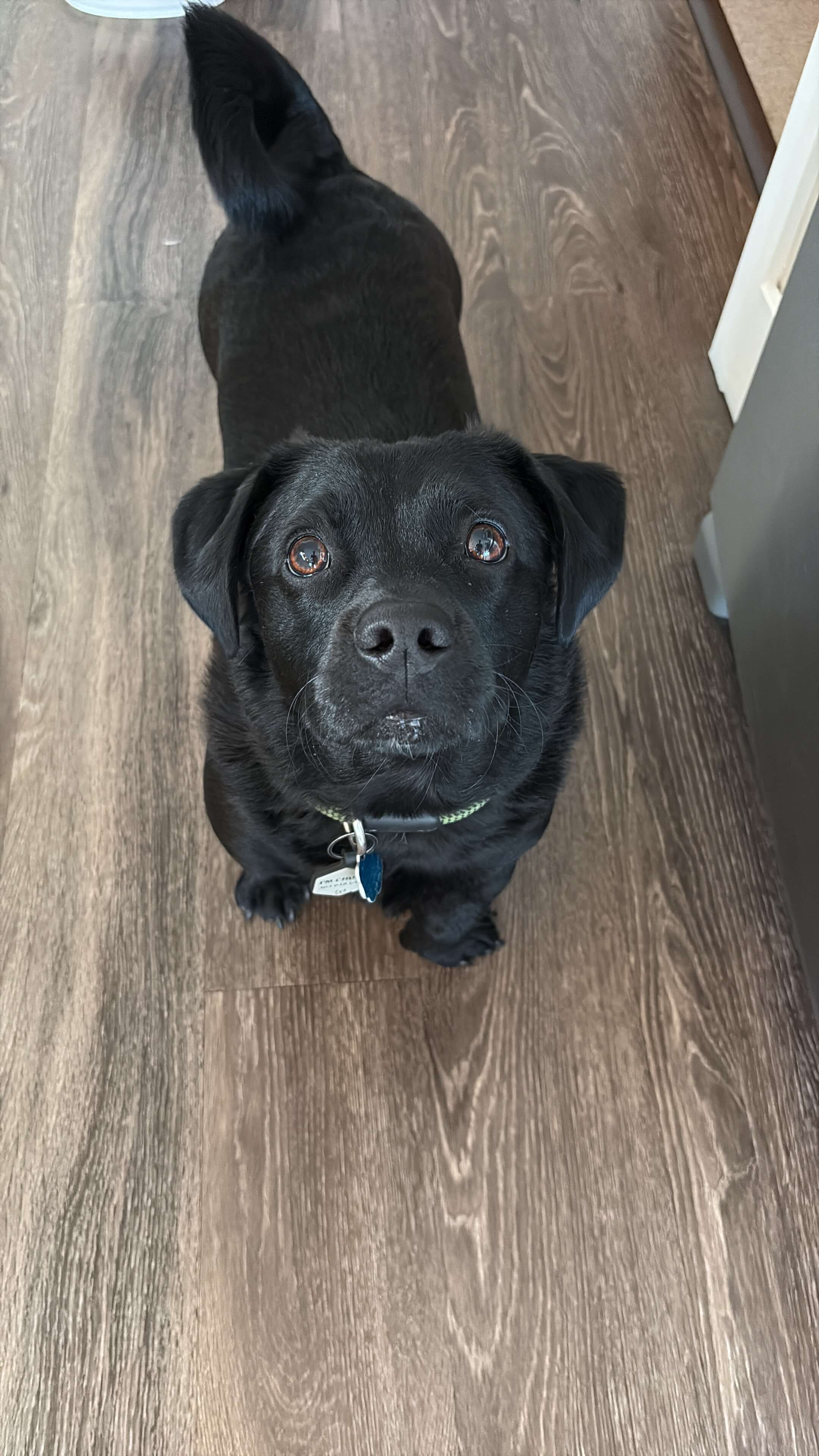 Chuck sitting very politely