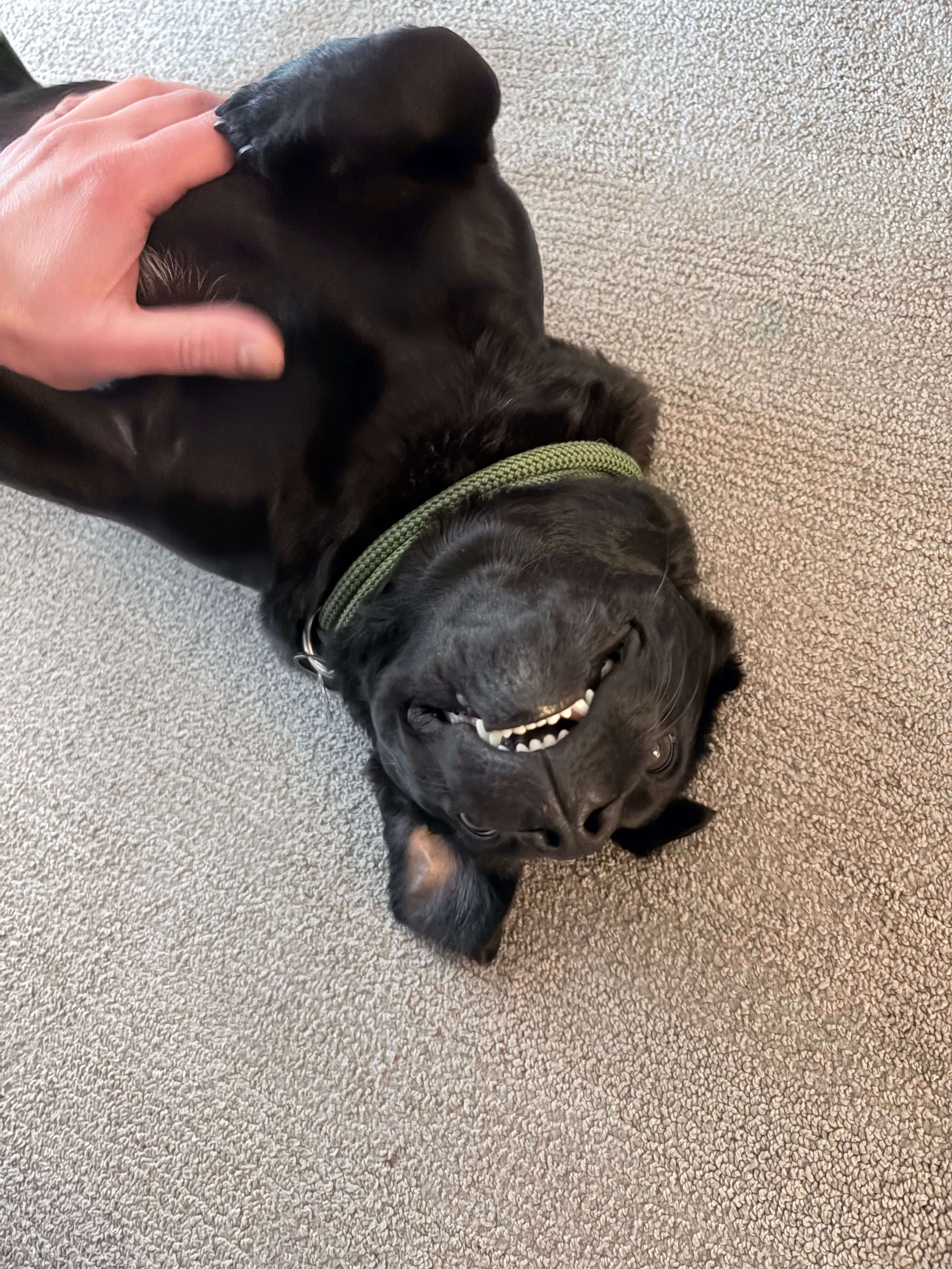Chuck getting belly rubs