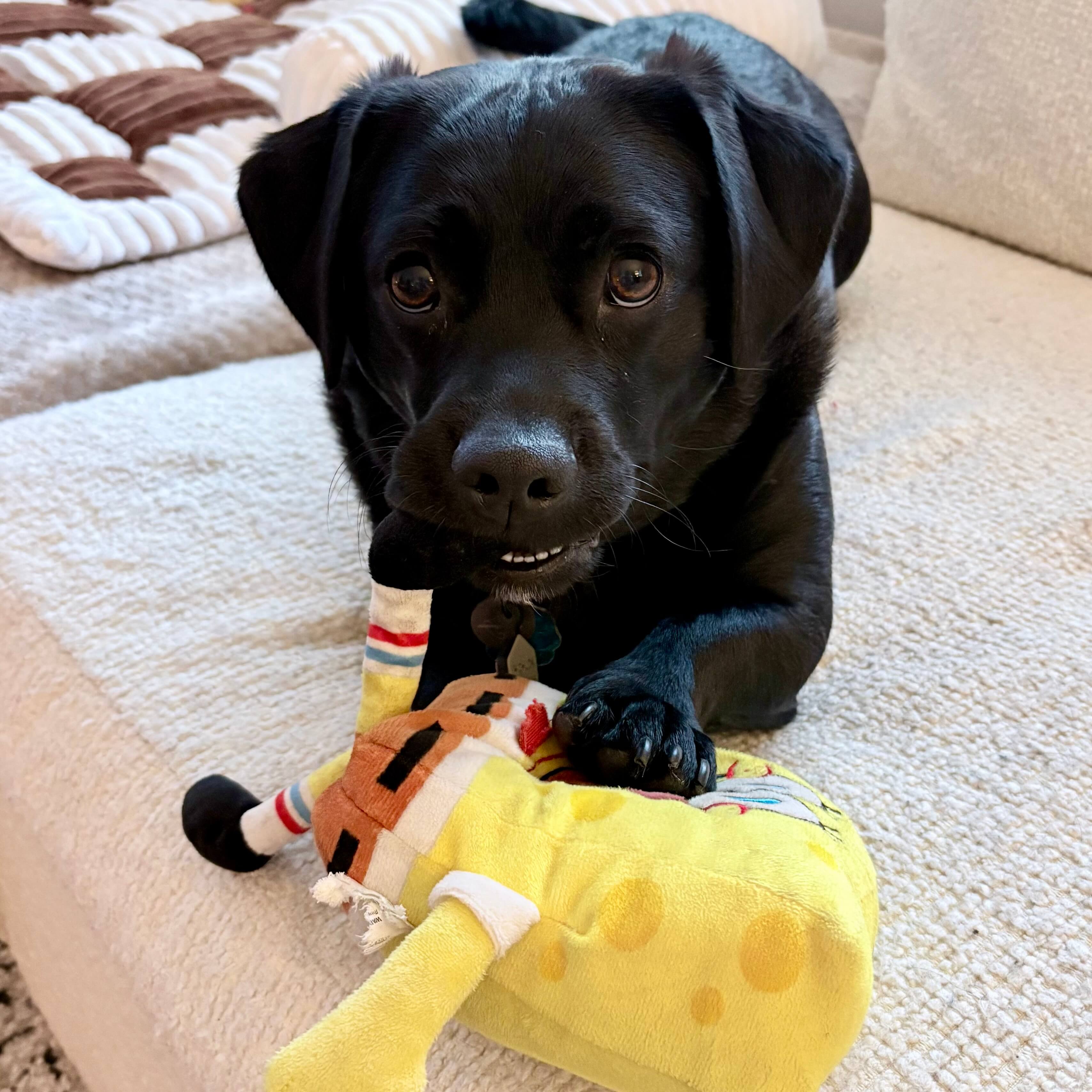 Chuck the dog, very good boy